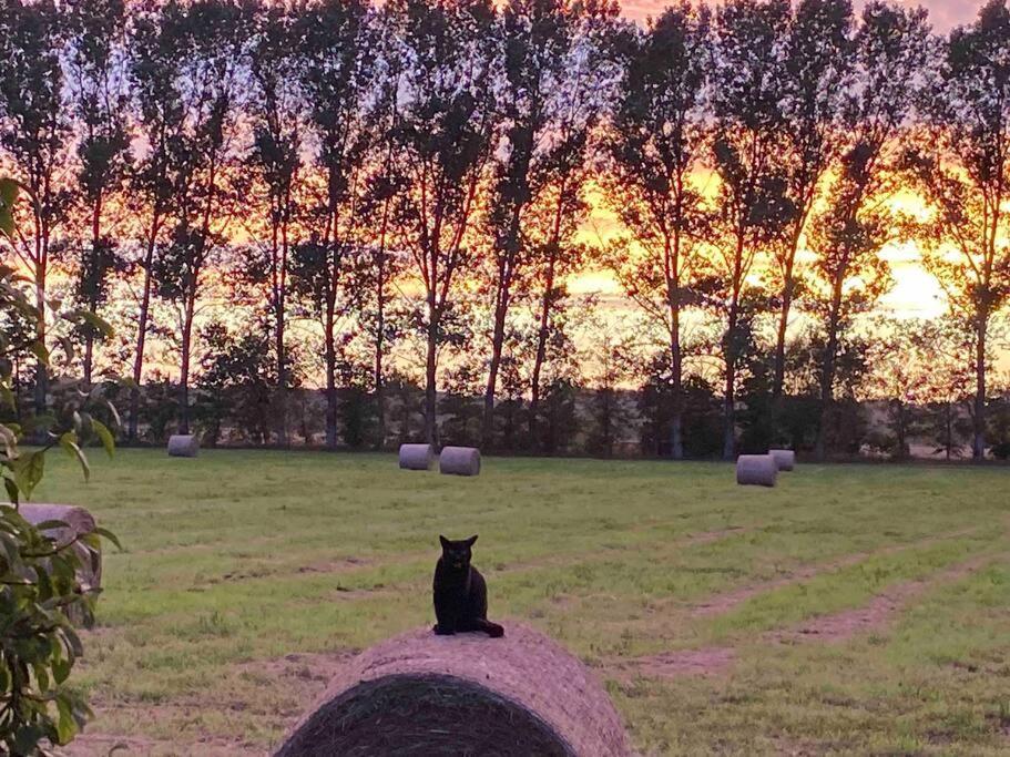 Ferienwohnung Kompass Nahe Der Ostsee Im Gruenen Bad Doberan Exteriér fotografie